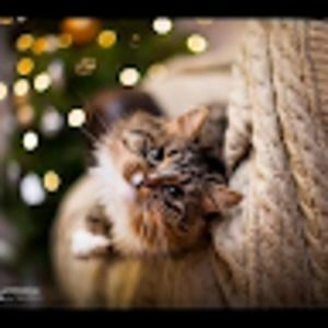 Meet your Posher, Isabella